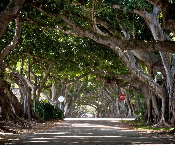 Coral Way Banyan Trees